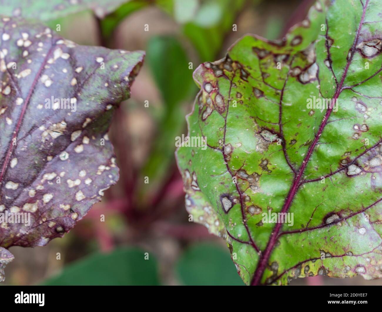 Plant Disease Detection